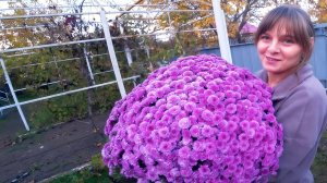 СЕЗОН ПОСАДОК ОТКРЫТ! КРАСИВЫЕ ЦВЕТЫ И ФРУКТОВЫЕ ДЕРЕВЬЯ В НАШЕМ САДУ. ИЗ ГОРОДА В ДЕРЕВНЮ 865серия