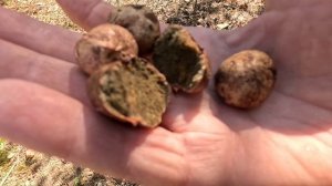 2.11.Тихая охота в Анапе.