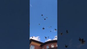 Отбор голубей на Международную выставку в г Москве, ноябрь, 2025