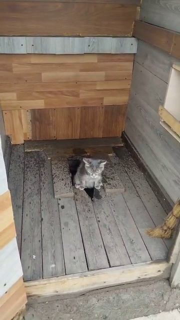 котик какает смотреть онлайн
