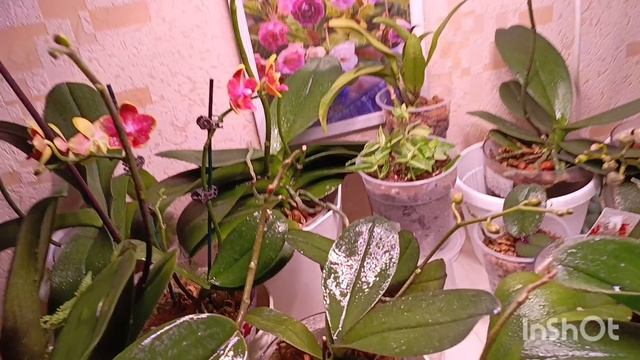 Клевер Для орхидей ☘️☘️🍀так приятно смотреть на цветущие орхидеи когда на улице фу у у 🌧☔
#орхидея смотреть онлайн