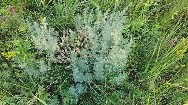 Полынь трава,🌿 пропала молодость моя