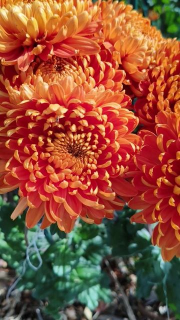 Бал хризантем в Крыму 2025 (Никитский ботанический сад) 31.10 (9)