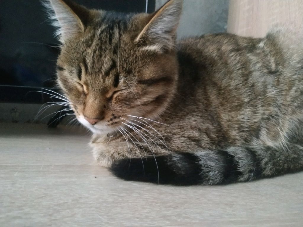 роооо смотреть онлайн