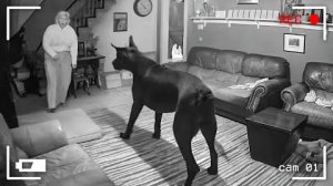 Невероятные моменты попавшие на камеры видеонаблюдения