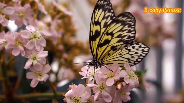 В саду.Релакс. смотреть онлайн