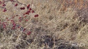 Миф о ,,сибирке ягодной,,