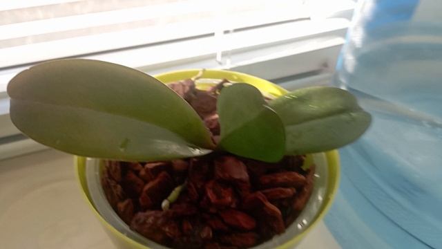 ✅кофе, сухарики, перец, орхидеи...,обзор новой мойки и подставки для посуды🙃 смотреть онлайн