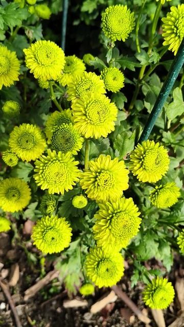 Бал хризантем в Крыму 2025 (Никитский ботанический сад) 31.10 (5)