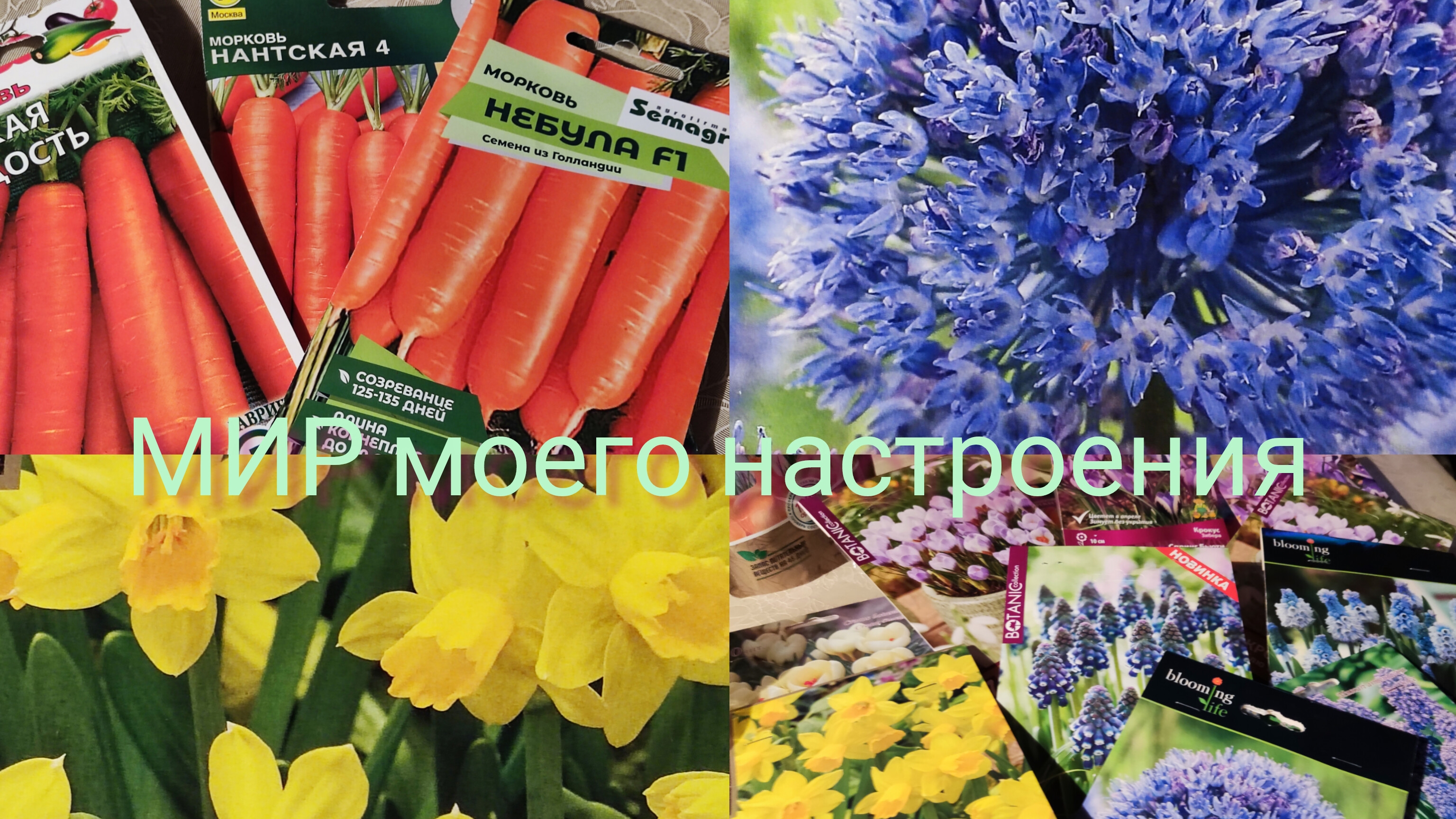 01.11.25 Дача Выборг.Морковь в зиму.Выбор луковичных на весну. смотреть онлайн