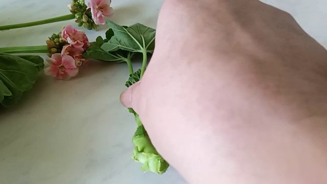 Обрезка Пеларгонии Укоренение черенков Пеларгонии смотреть онлайн