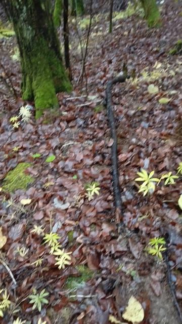 Лесная воронка