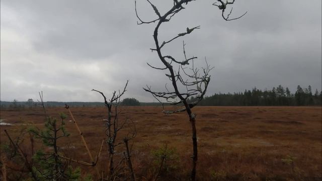 Гусепад! Охота на гуся 01.11.2025. содержит Мат смотреть онлайн