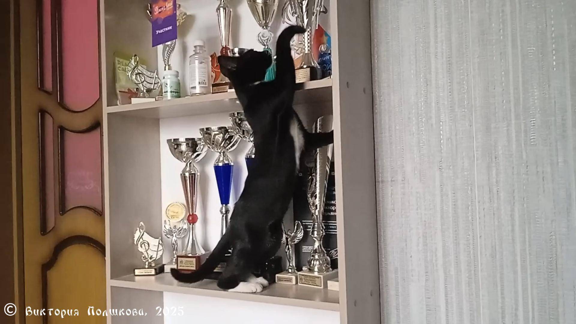 Любопытная любимая кошка Чика, лазит везде смотреть онлайн