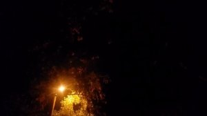 крик птицы ночью