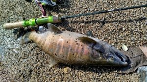 Поимка огромной пеструхи