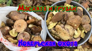 Ноябрьские маслята и грузди Анапский район Краснодарский край