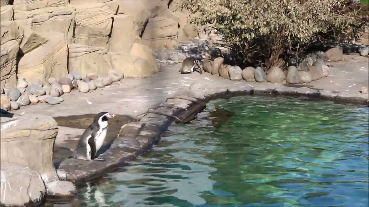 Пингвины на улице радуются солнышку и тёплой погоде 30.10.2025 смотреть онлайн