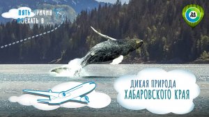 Арктические киты, древние заповедники и редкие животные: пять причин поехать в Хабаровский край