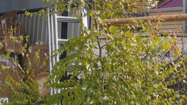 Зизифус, опадают листья ююба, унаби, китайский финик смотреть онлайн