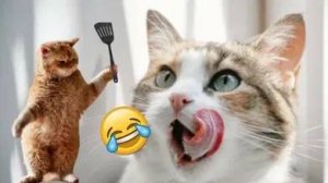 СМЕШНО ДО СЛЕЗ 😹😍 СМЕШНЫЕ КОТЫ, ЛУЧШИЕ ПРИКОЛЫ С КОТАМИ, КОШКИ, ЖИВОТНЫЕ 🥰