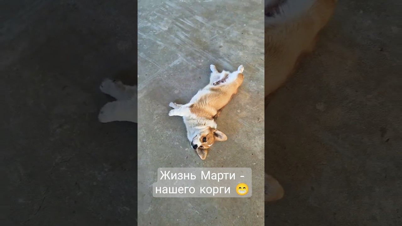 Жизнь Марти : от сантехника до звезды