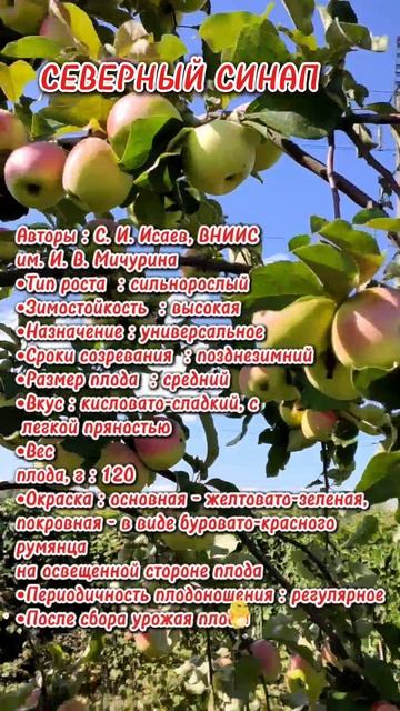 северный синап смотреть онлайн