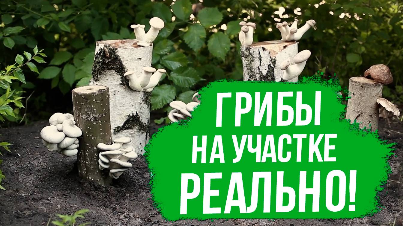 Как вырастить грибы на даче. Как вырастить грибы из мицелия. смотреть онлайн