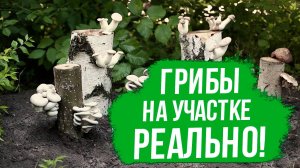 Как вырастить грибы на даче. Как вырастить грибы из мицелия.