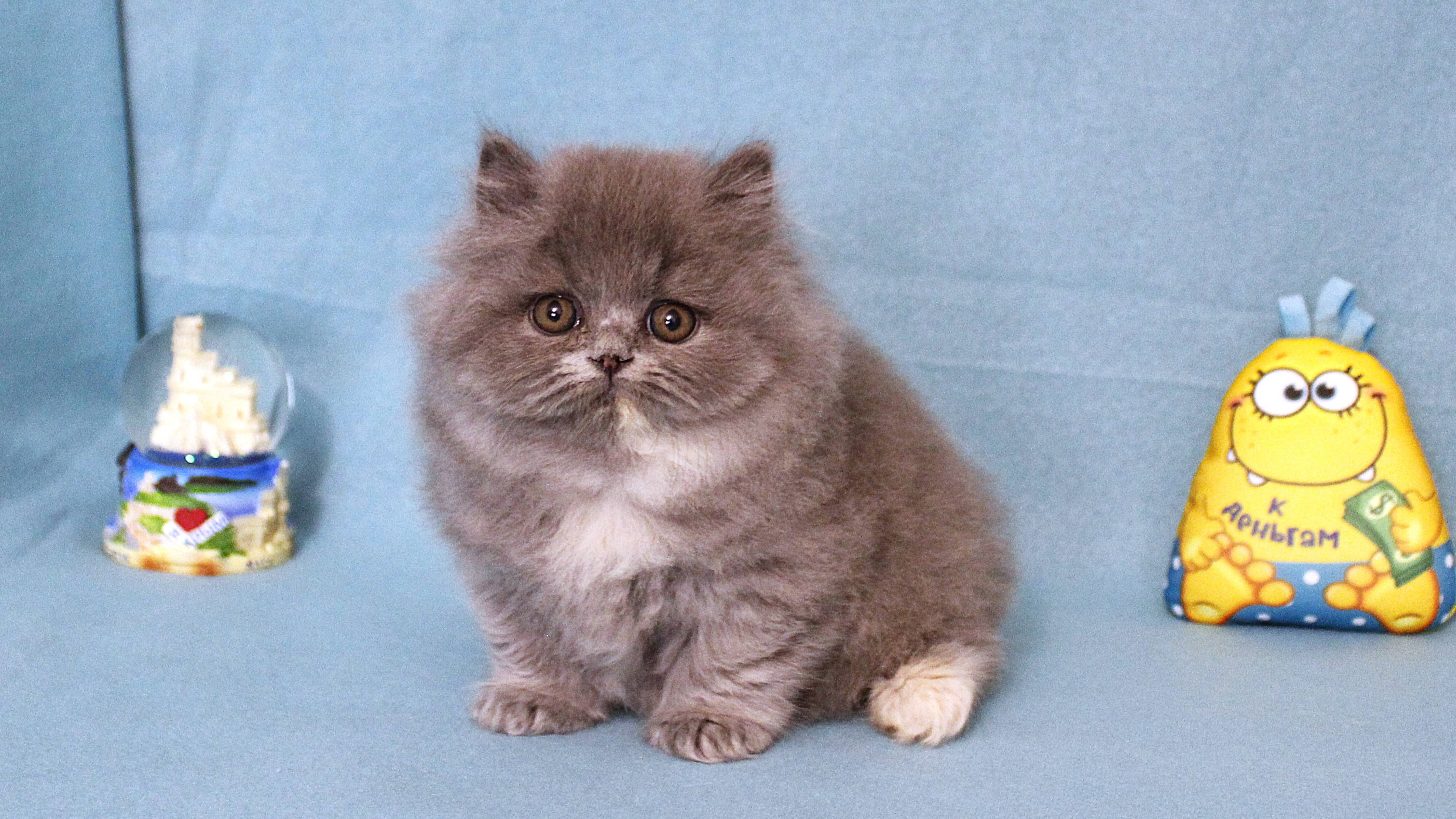 Британский длинношерстный котенок девочка. British Longhair Female. Color Blue-tortie. Age 8 Weeks.