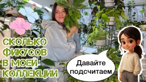 Считаем фикусы в моей коллекции.