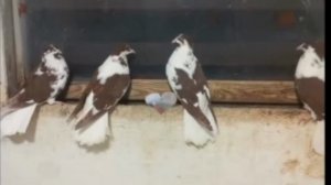 Песня №19 Владимир Гончаров 
Любовь и голуби.mp4