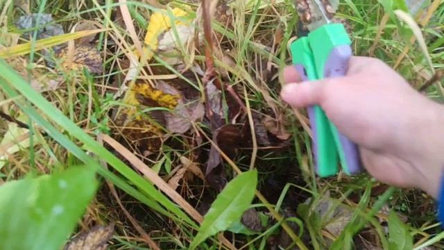 Обрезка и формирование малины в октябре #малина