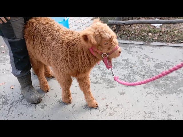 Шотландская тёлочка хайлендов Леона не желает идти домой, ей хочется побегать на улице 30.10.2025 смотреть онлайн