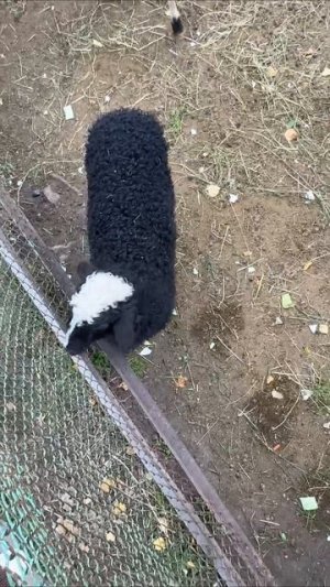 сколько стоит овца?☺️