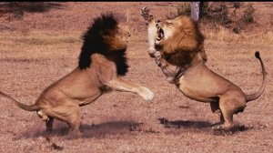 СРАЖАЙСЯ ЗА СЕБЯ...Эфир от 02.11.2025 г.