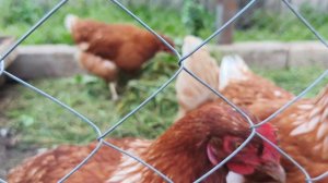 Летнее видео в гостях у Андрея с Дашей и Анечкой.