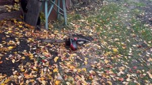 Осмотр старого дома и поездка за грибами))