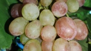 ВИНОГРАД КОТОРЫЙ ПОТРЕЩАЛ ПОСЛЕ СИЛЬНЫХ ДОЖДЕЙ!!!🍇🍇🍇 Telegram, WhatsApp и Vlber +79528500417.