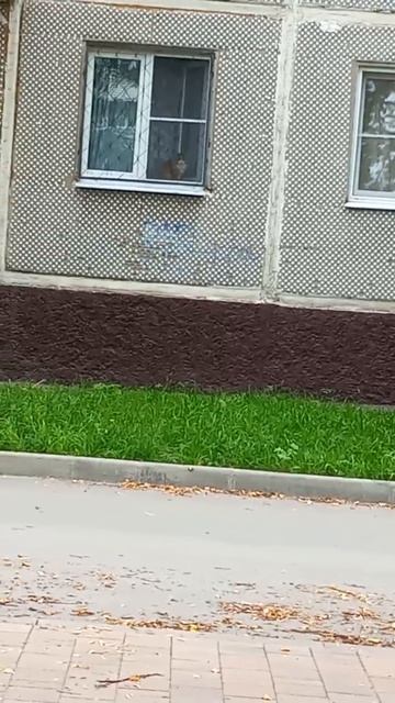 Котя гуляет в окно смотрит на улице