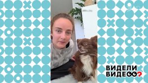 Собака-повторюшка. Видели видео? Фрагмент выпуска от 02.11.2025
