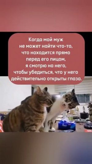 #shorts #юмор #кот #прикол