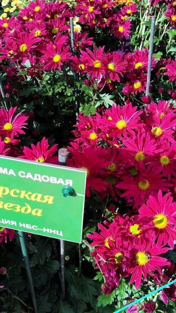 Бал хризантем в Крыму 2025 (Никитский ботанический сад) 31.10 (13)