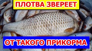 Зимняя рыбалка на плотву, Рыбалка зимой на мормышку в палатке с топовой прикормкой