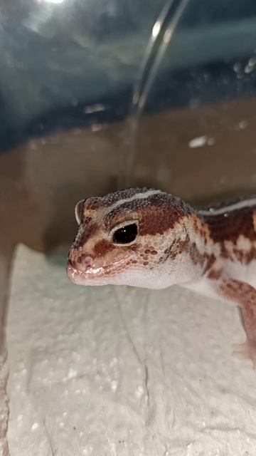 Гемитеконикс Глаша...🥰 смотреть онлайн