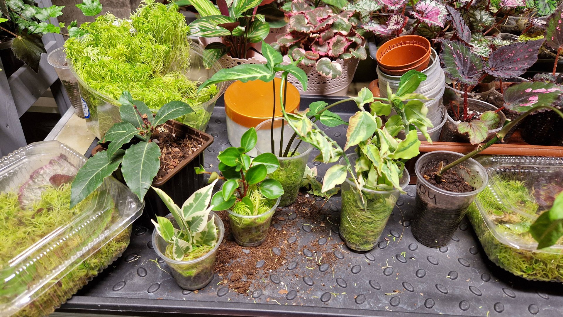 ЦВЕТЫ ПО ОБМЕНУ. Комнатные растения. Обзор. Посадки смотреть онлайн