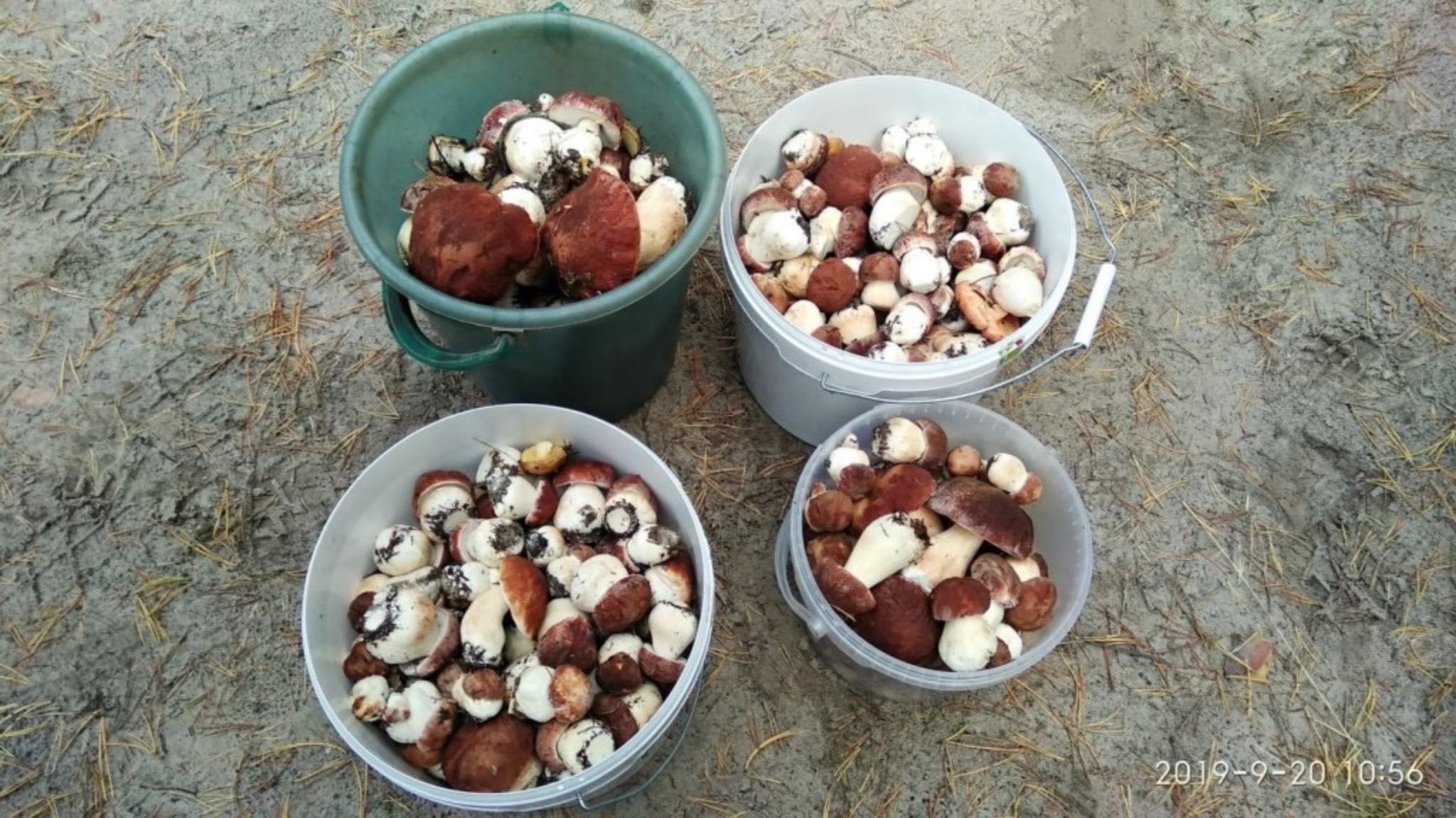 Собираем грибы. смотреть онлайн