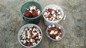 Собираем грибы.