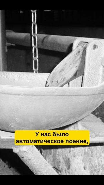 ЭВОЛЮЦИЯ технологий на ферме #фермер #коровы #ферма #сельскоехозяйство #агро смотреть онлайн