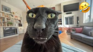 #смешныевидео -103